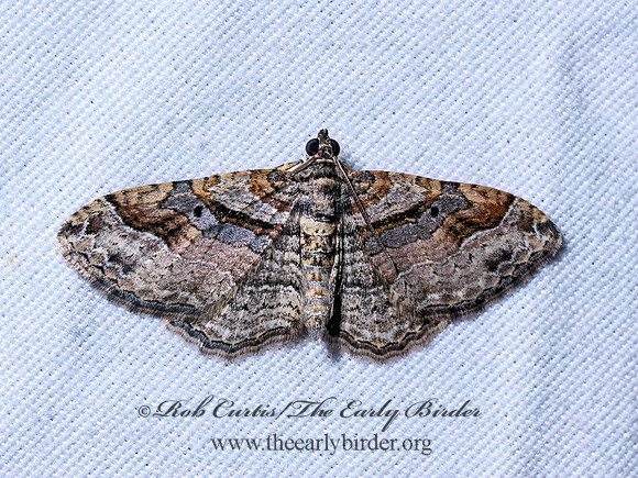 Costaconvexa centrostrigaria BENT-LINE CARPET 9097025z