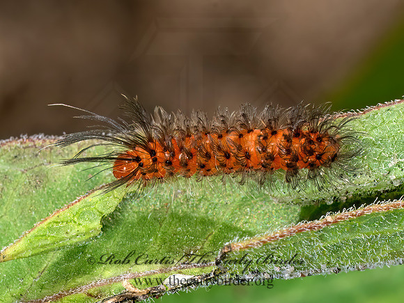 Cycnia collaris UNEXPECTED CYNCIA MOTH 8040474z