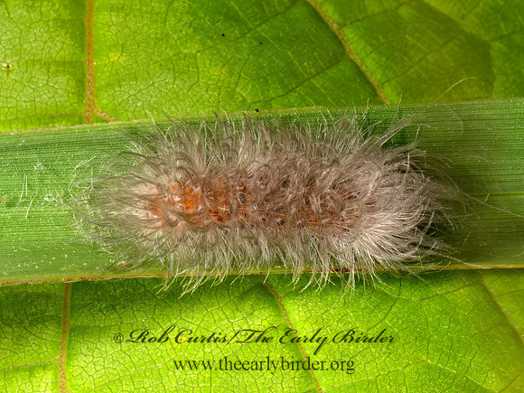 Cycnia tenera DELICATE CYCNIA MOTH 8039708z