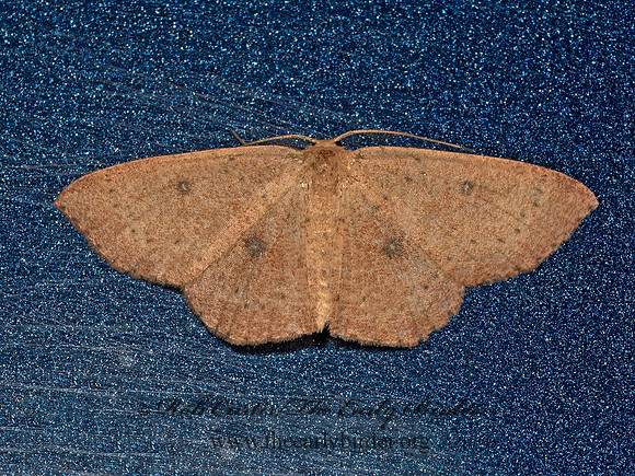Cyclophora packardi PACKARD'S WAVE 8042289z