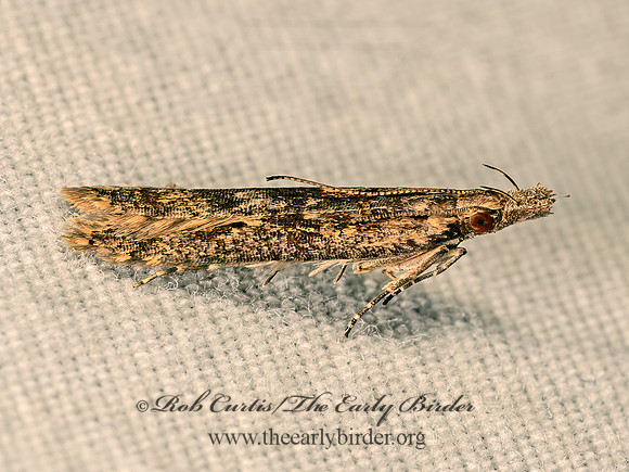 Dichomeris ligulella PALMERWORM MOTH 8041779z