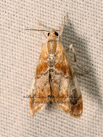 Dicymolomia julianalis JULIA'S DICYMOLOMIA MOTH 8041751z