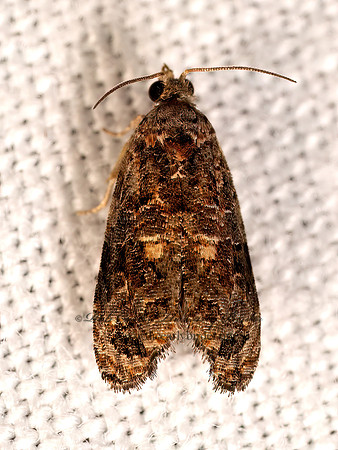 Endothenia hebesana VERBENA BUD MOTH 8042619z