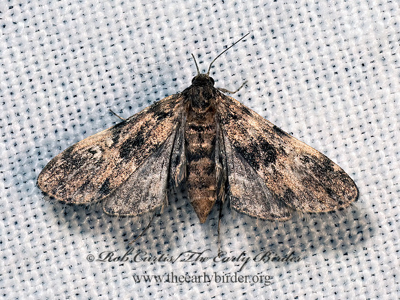Elophila obliteralis WATERLILY LEAFCUTTER MOTH 8039819z