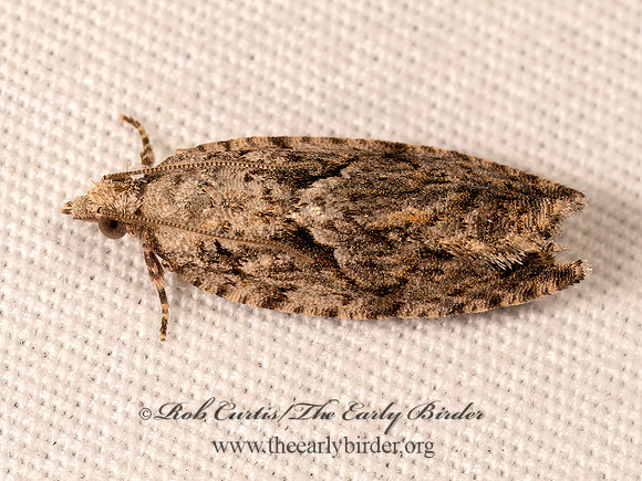 Epinotia nonana TORTRICID MOTH 8041851z