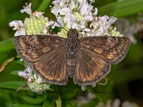 Erynnis baptisiae WILD INDIGO DUSKYWING 8039722z