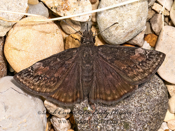 Erynnis baptisiae WILD INDIGO DUSKYWING 8041716z