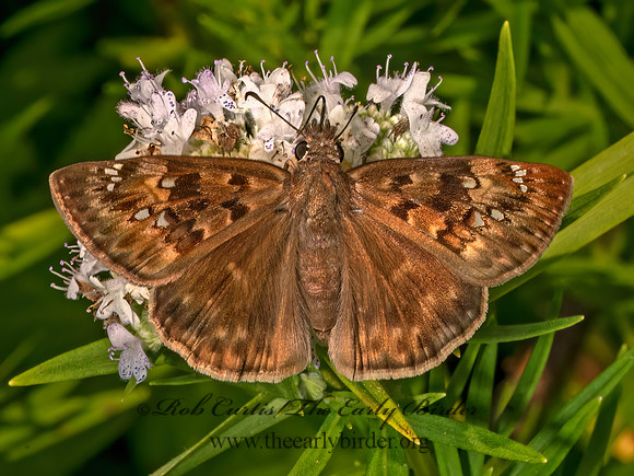 Erynnis horatius HORATIO'S DUSKYWING 8039733z