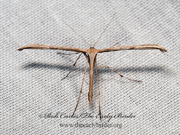 Emmelina monodactyla MORNING GLORY PLUME MOTH 8042302z