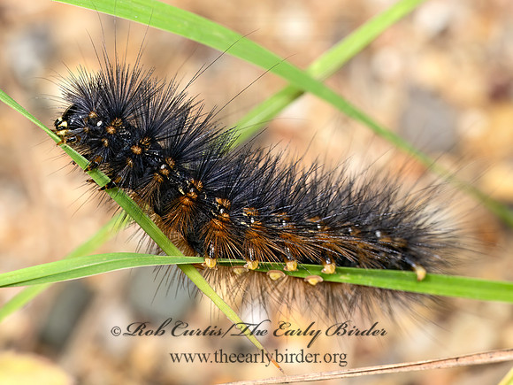 Estigmene acrea SALT MARSH MOTH 8041627z