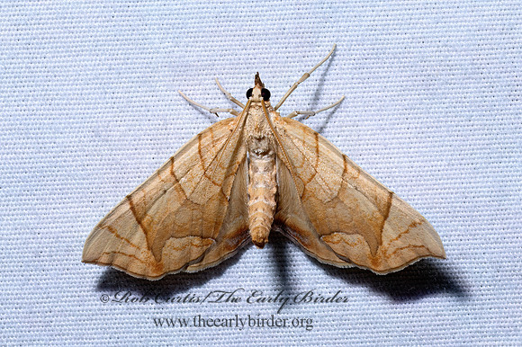 Eulithis diversilineata or gracilineata GRAPEVINE LOOPER 9096471z