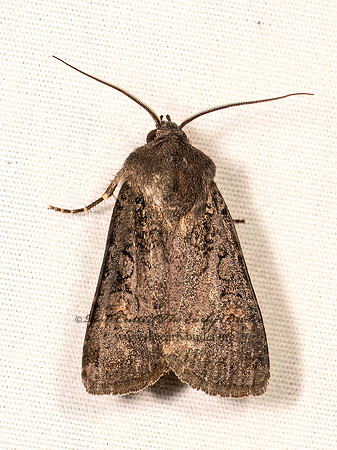 Euxoa velleripennis FLEECE-WINGED DART 8041887z