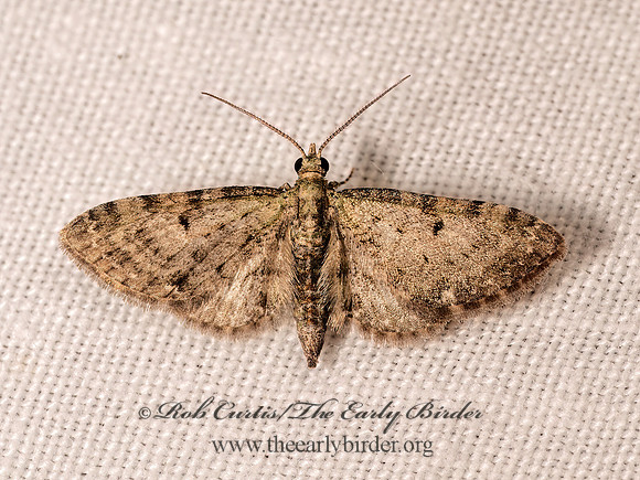 Eupithecia LARENTIINAE GEOMETER 8042999z