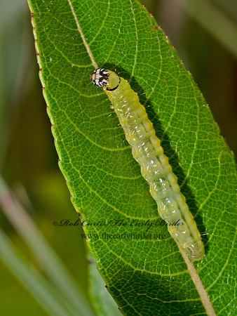 Framinghamia helvalis PEARL MOTH 8040256z