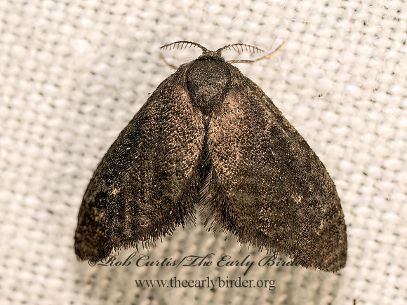 Fulgoraecia exigua PLANTHOPPER PARASITE MOTH 8042336z