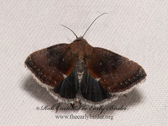 Galgula partita WEDGLING MOTH 9098084z