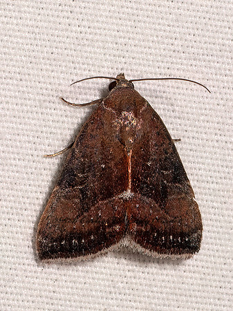 Galgula partita WEDGLING MOTH 9098085z