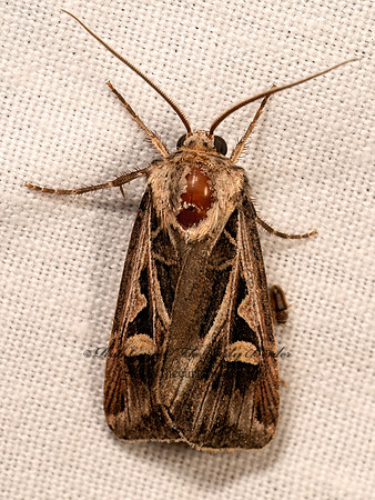 Feltia subgothica SUBGOTHIC DART 8042253z
