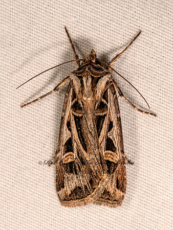 Feltia jaculifera DINGY CUTWORM MOTH 8041744z
