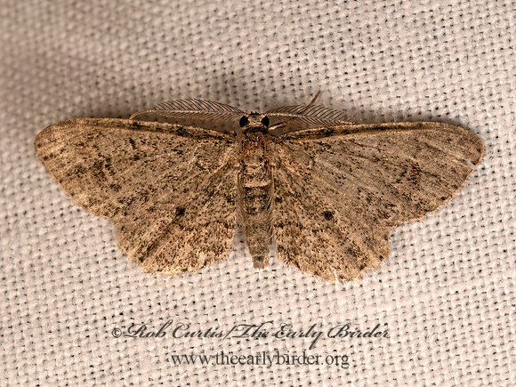 Glenoides texanaria TEXAS GRAY MOTH 8042618z