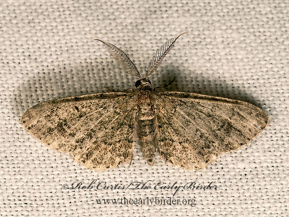 Glenoides texanaria TEXAS GRAY MOTH 8042648z