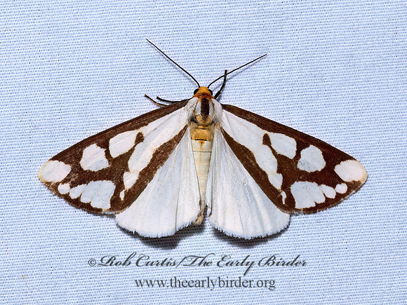 Haploa confusa CONFUSED HAPLOA 9096486z
