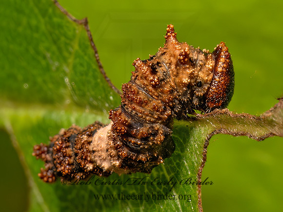 Limenitis archipus VICEROY 9097843z
