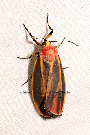 Hypoprepia fucosa PAINTED LICHEN MOTH 9097938z