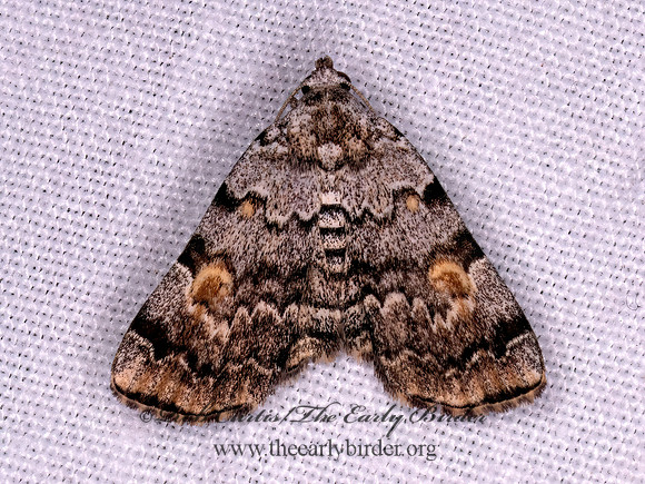 Idia americalis AMERICAN IDIA MOTH 1308561z