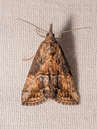 Hypena scabra GREEN CLOVERWORM MOTH 8042988z
