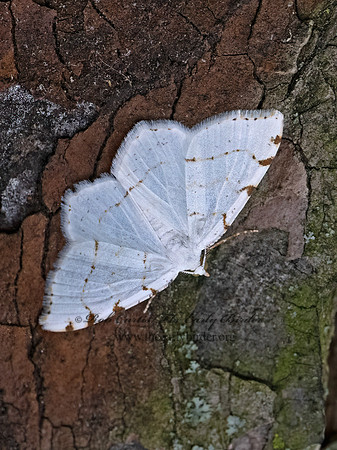 Macaria pustularia LESSER MAPLE SPANWORM 9096548z