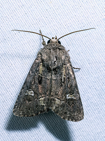 Lacinipolia renigera BRISTLY CUTWORM 9096511z