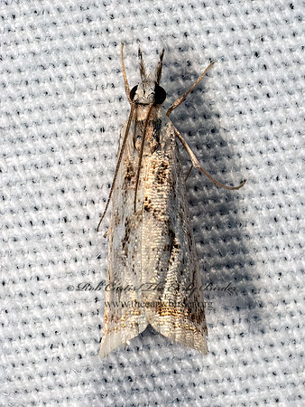 Microcrambus elegans ELEGANT GRASS-VENEER 8041877z