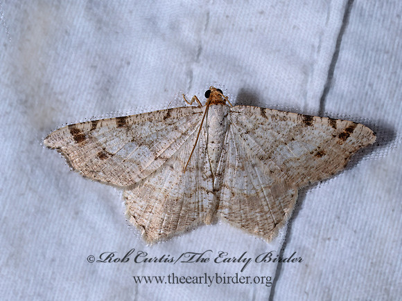 Macaria bisignata RED-HEADED INCHWORM MOTH 9096529z