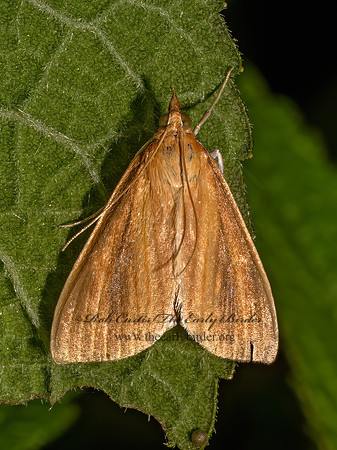 Nascia acutellus STREAKED ORANGE MOTH 9097576z
