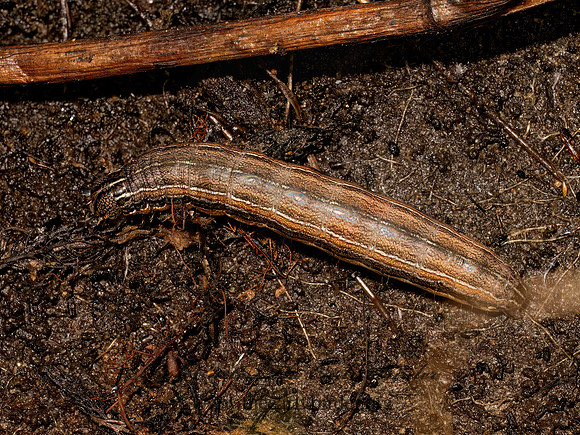 Mythimna unipuncta ARMYWORM MOTH 9097564z