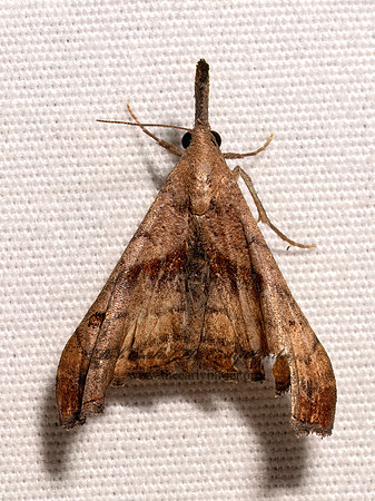 Palthis angulalis DARK-SPOTTED PALTHIA MOTH 9098114z