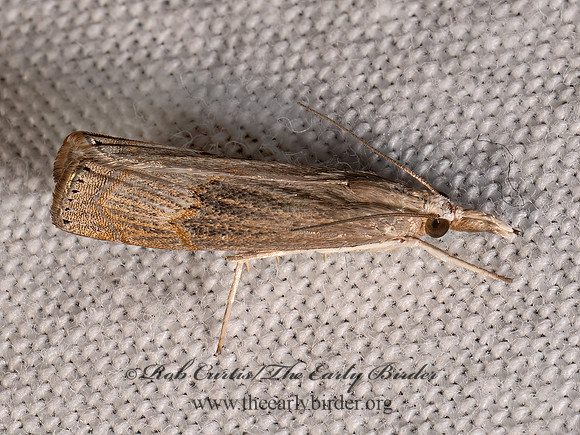 Parapediasia teterrellus BLUEGRASS WEBWORM MOTH 8039805z