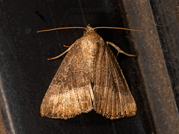 Ogdoconta cinereola COMMON PINKBAND 8042717z