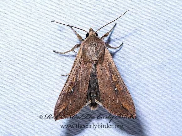 Mythimna unipuncta ARMYWORM MOTH 9096496z