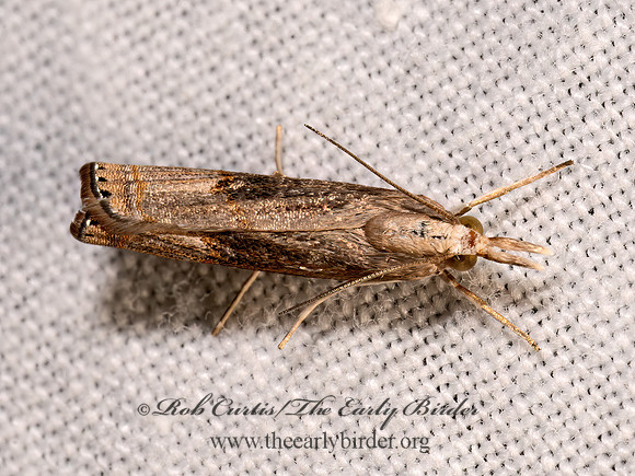 Parapediasia teterrellus BLUEGRASS WEBWORM MOTH 8039814z