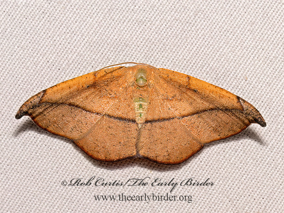 Patalene olyzonaria JUNIPER-TWIG GEOMETER 9097983z