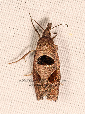 Pelochrista dorsisignatana TRIANGLE-BACKED PELOCHRISTA MOTH 8041754z