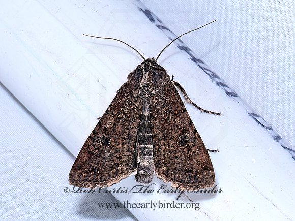 Peridroma saucia VARIEGATED CUTWORM MOTH 9096997z