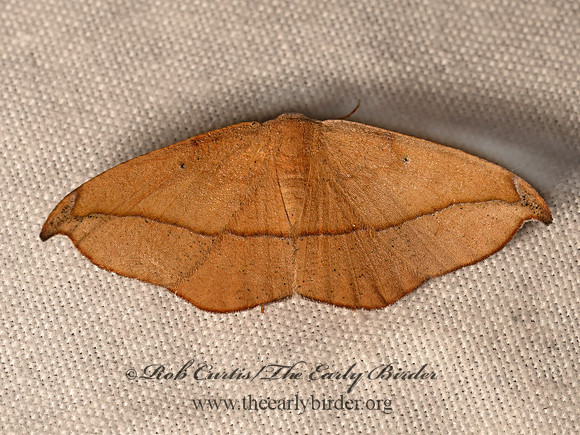 Patalene olyzonaria JUNIPER GOMETER MOTH 8042570z