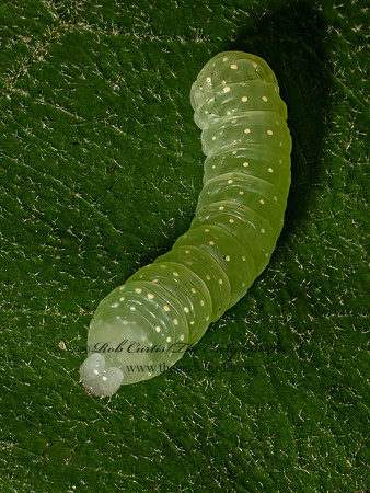 Phosphila miselioides SPOTTED PHOSPHILA 9097775z