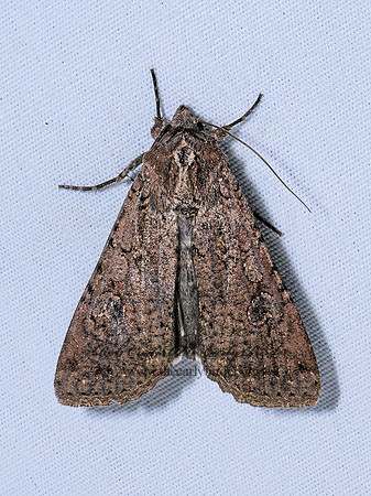 Peridroma saucia VARIEGATED CUTWORM MOTH 9096998z
