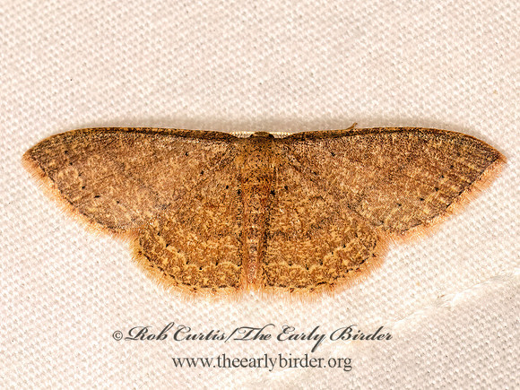 Pleuroprucha insulsaria COMMON TAN WAVE 8041762z