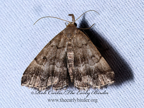 Phalaenostola larentioides BLACK-BANDED OWLET 9096537z