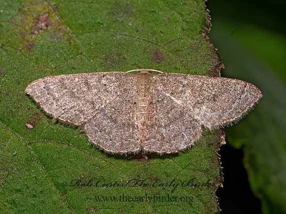 Pleuroprucha insulsaria COMMON TAN WAVE 8041227z